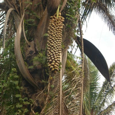 attalea-speciosus